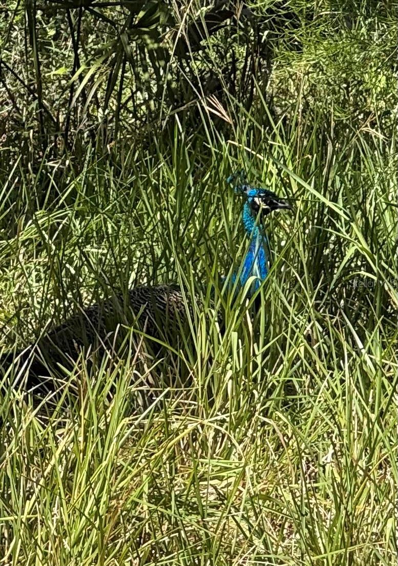 PEARSONS BLACK CREEK - Residential