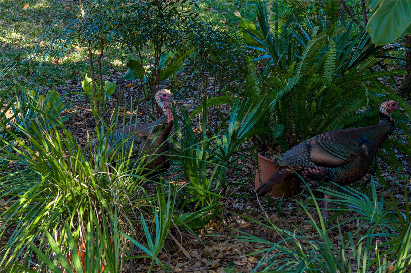 COUNTRY OAKS ESTATES - Residential