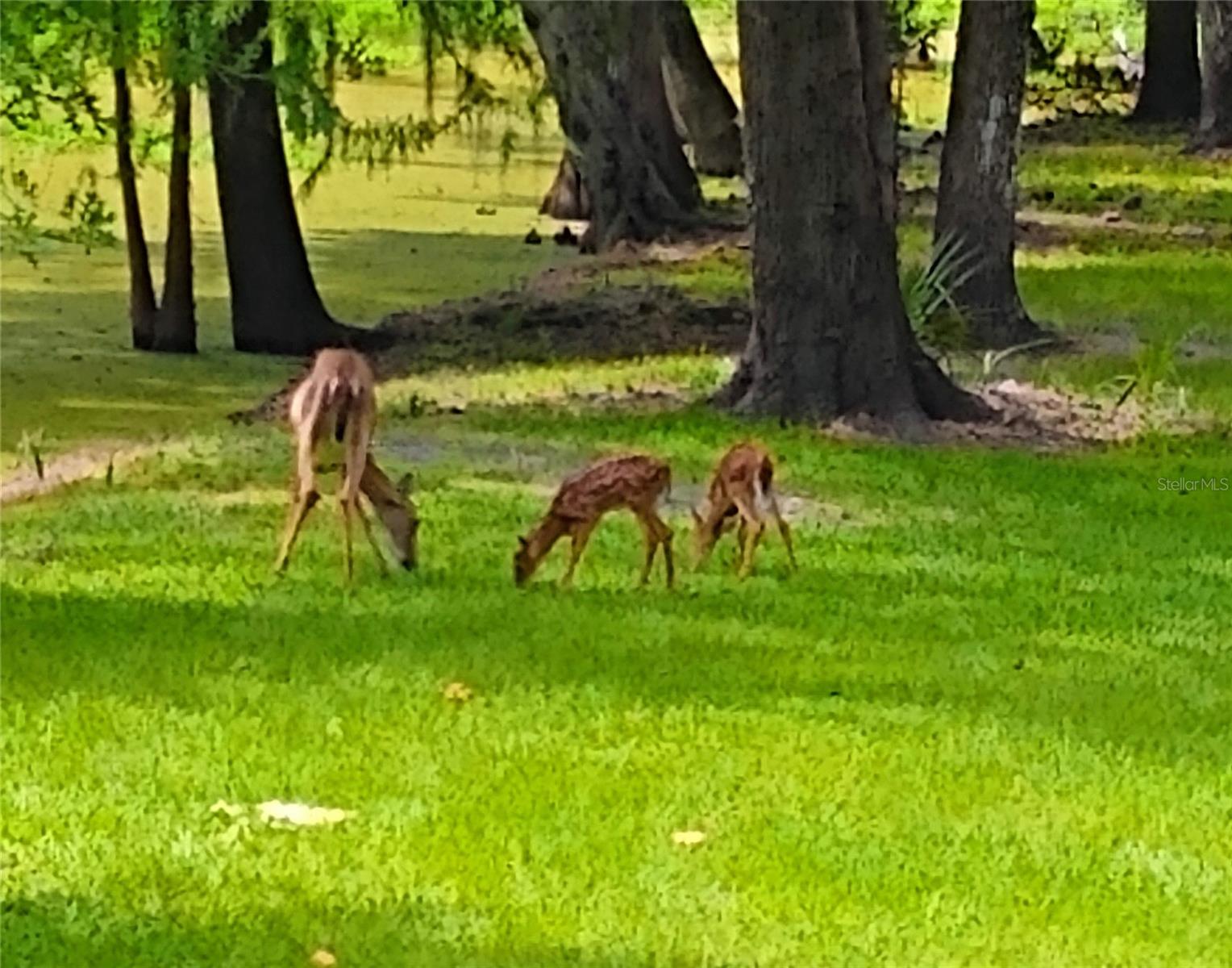 WEKIVA CAMP SITES REPLAT - Residential