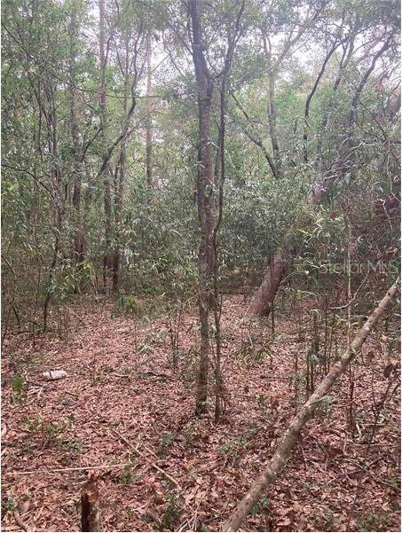 OCALA FOREST CAMPSITES 01 - Land