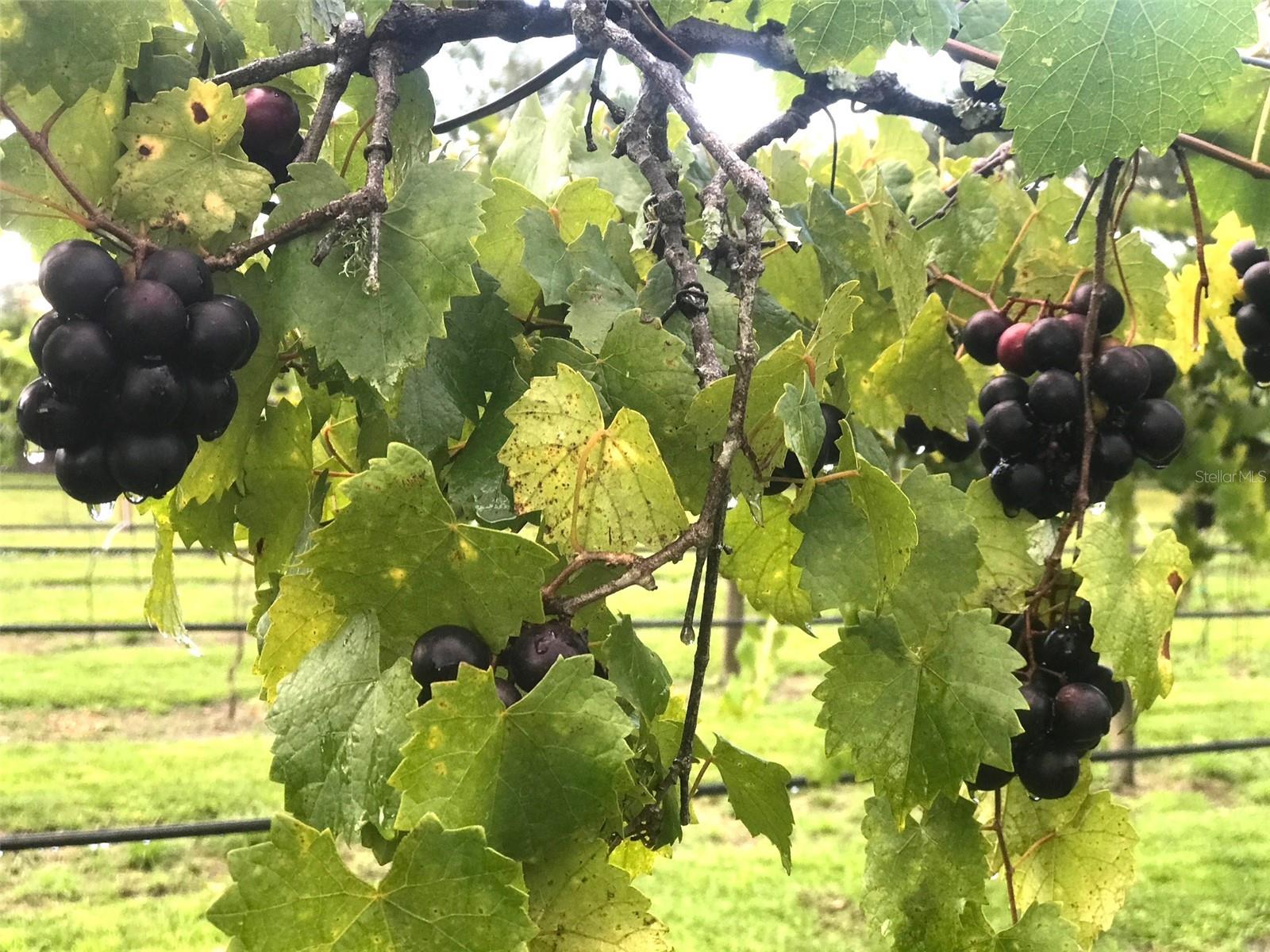 NOT APPLICABLE - Residential