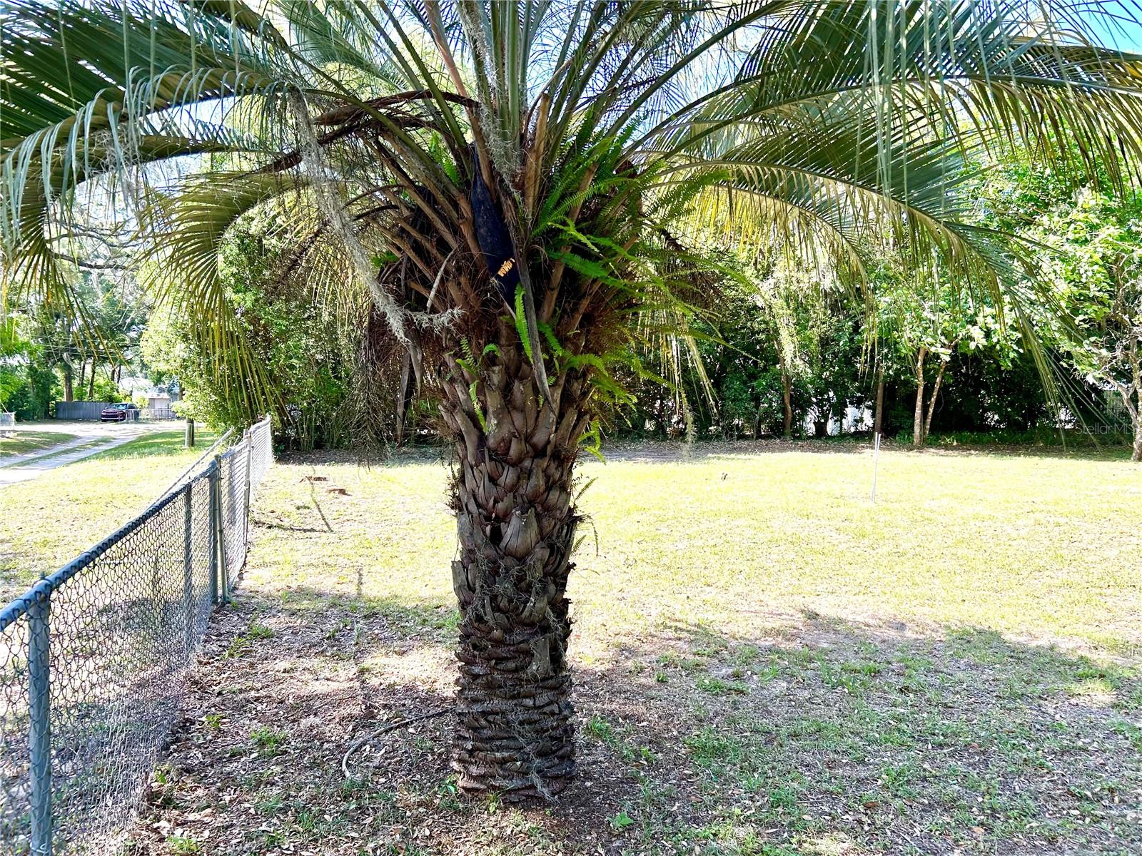 TOWN/BELLEVIEW - Land