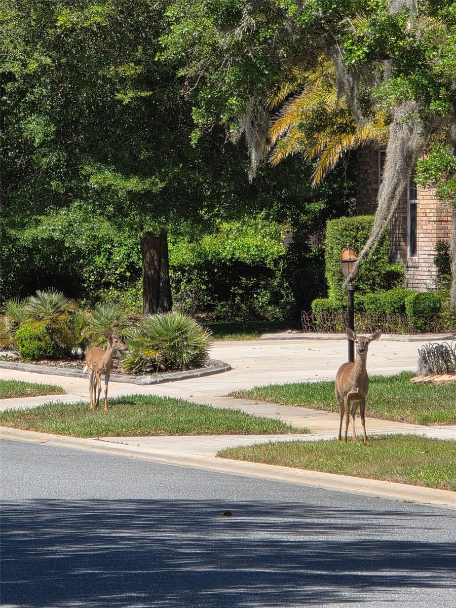 WATERS OF WEEKI WACHEE - Residential