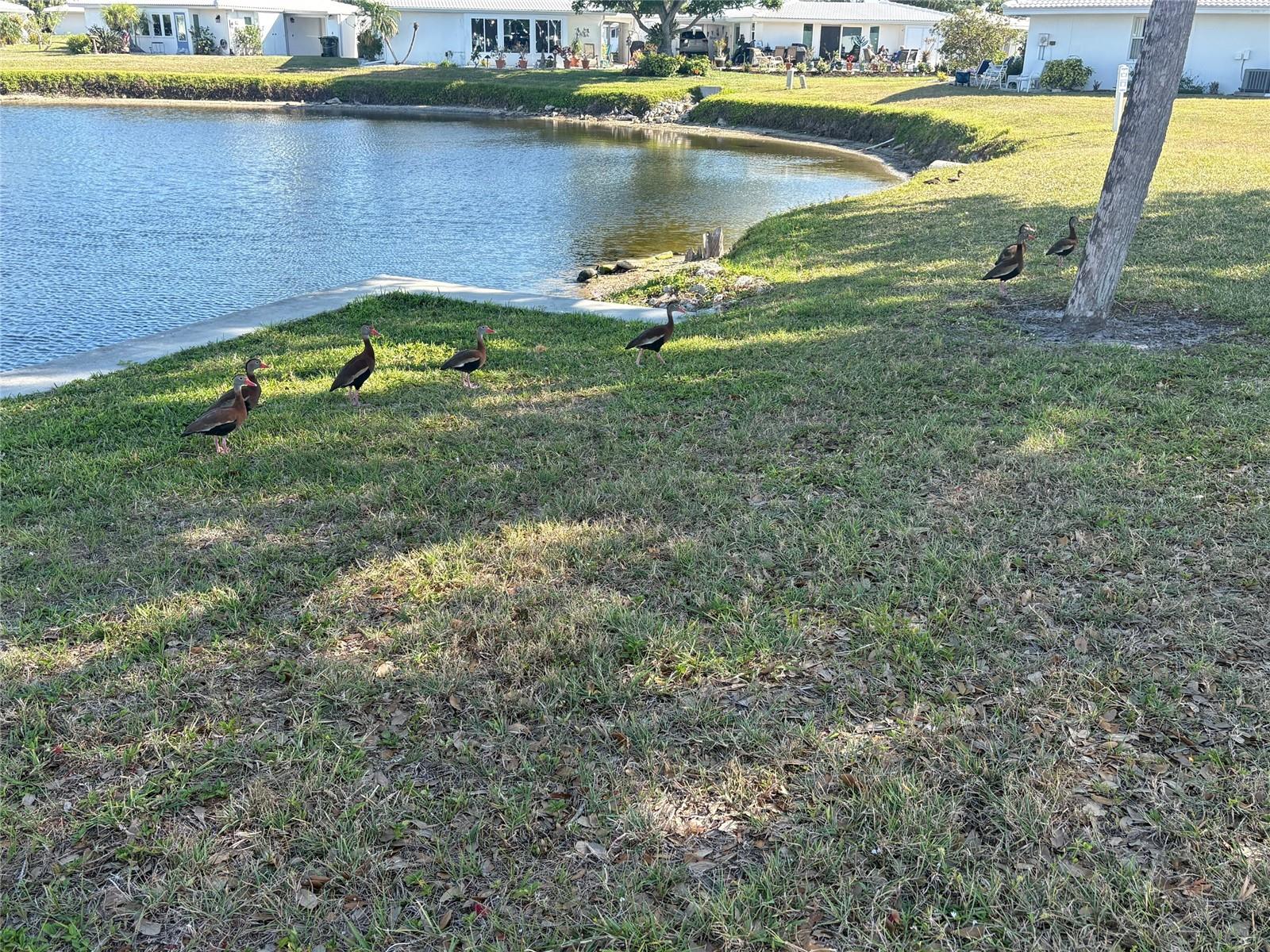 CIRCLE WOODS OF VENICE 2 - Residential