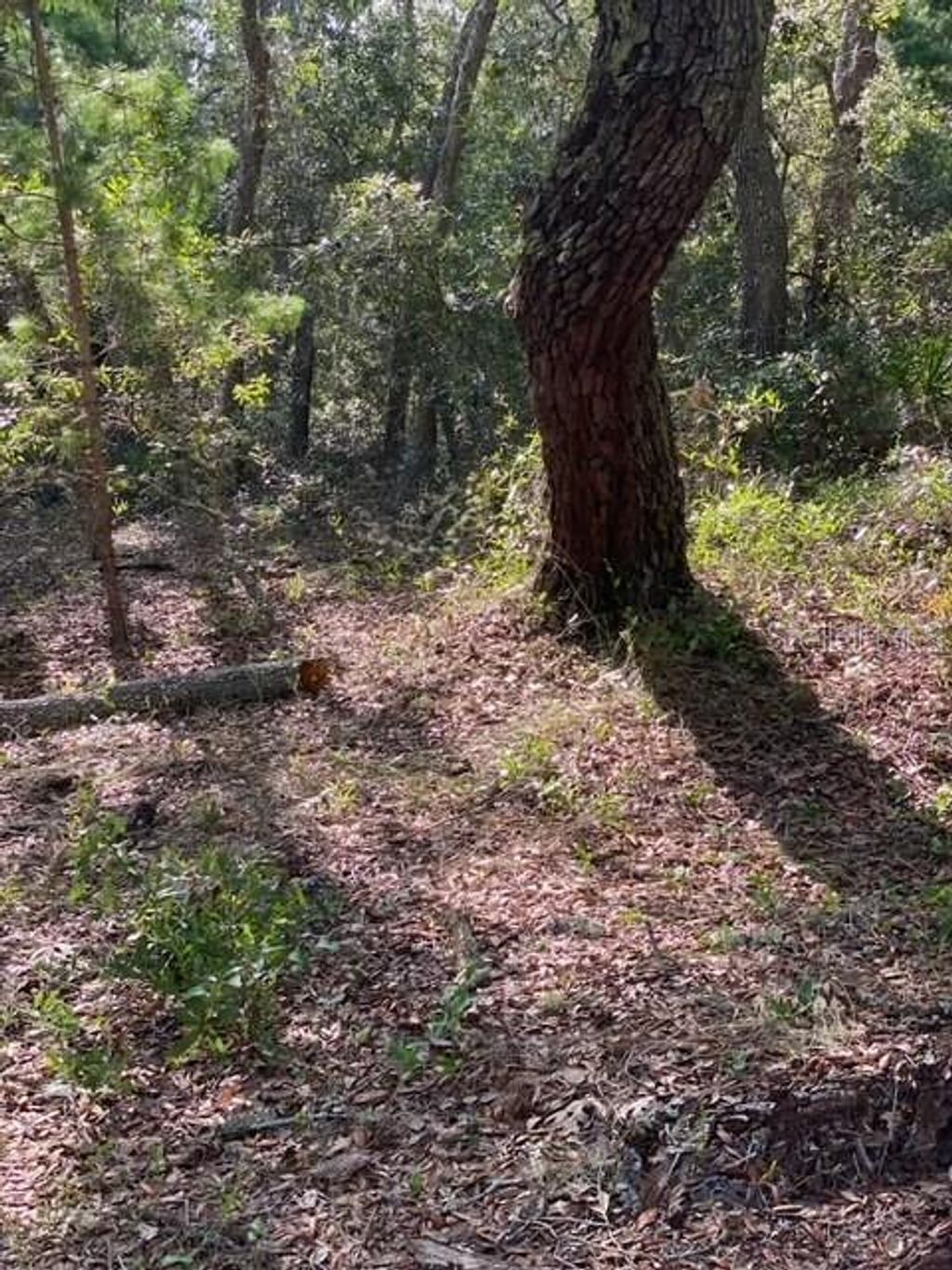 Photo of Coyote Road, Hudson, FL 34667 (MLS # TB8445028)