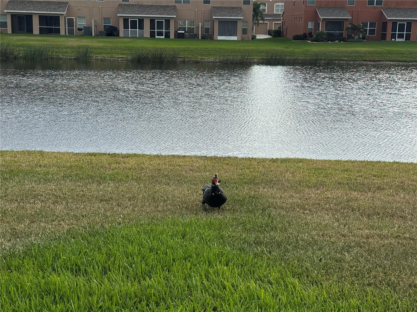 COPPERSTONE PH I - Residential Lease