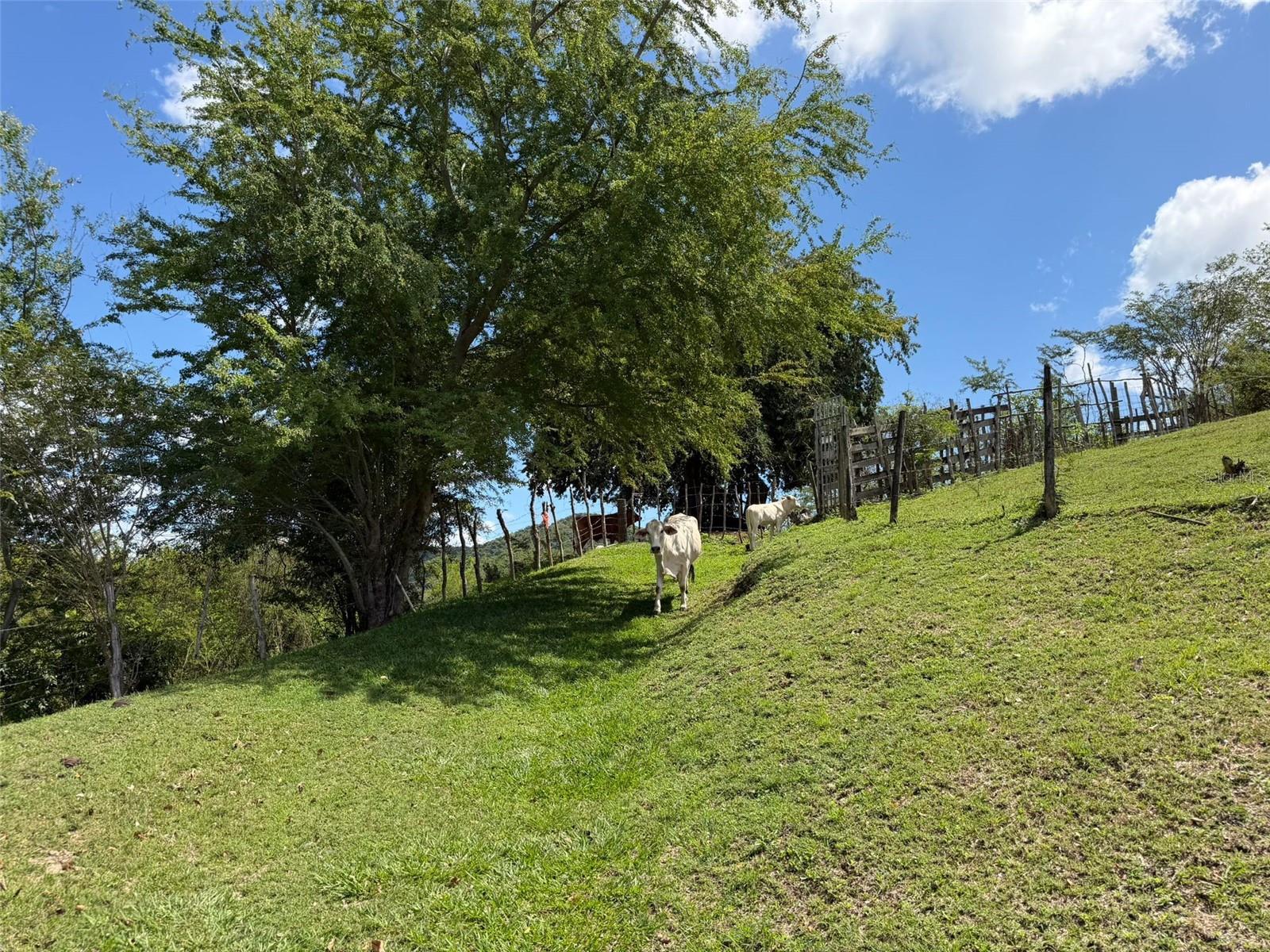 BO SANTA CATALINA, CARR 150 KM.HM 14, COAMO, PR 00 - Residential