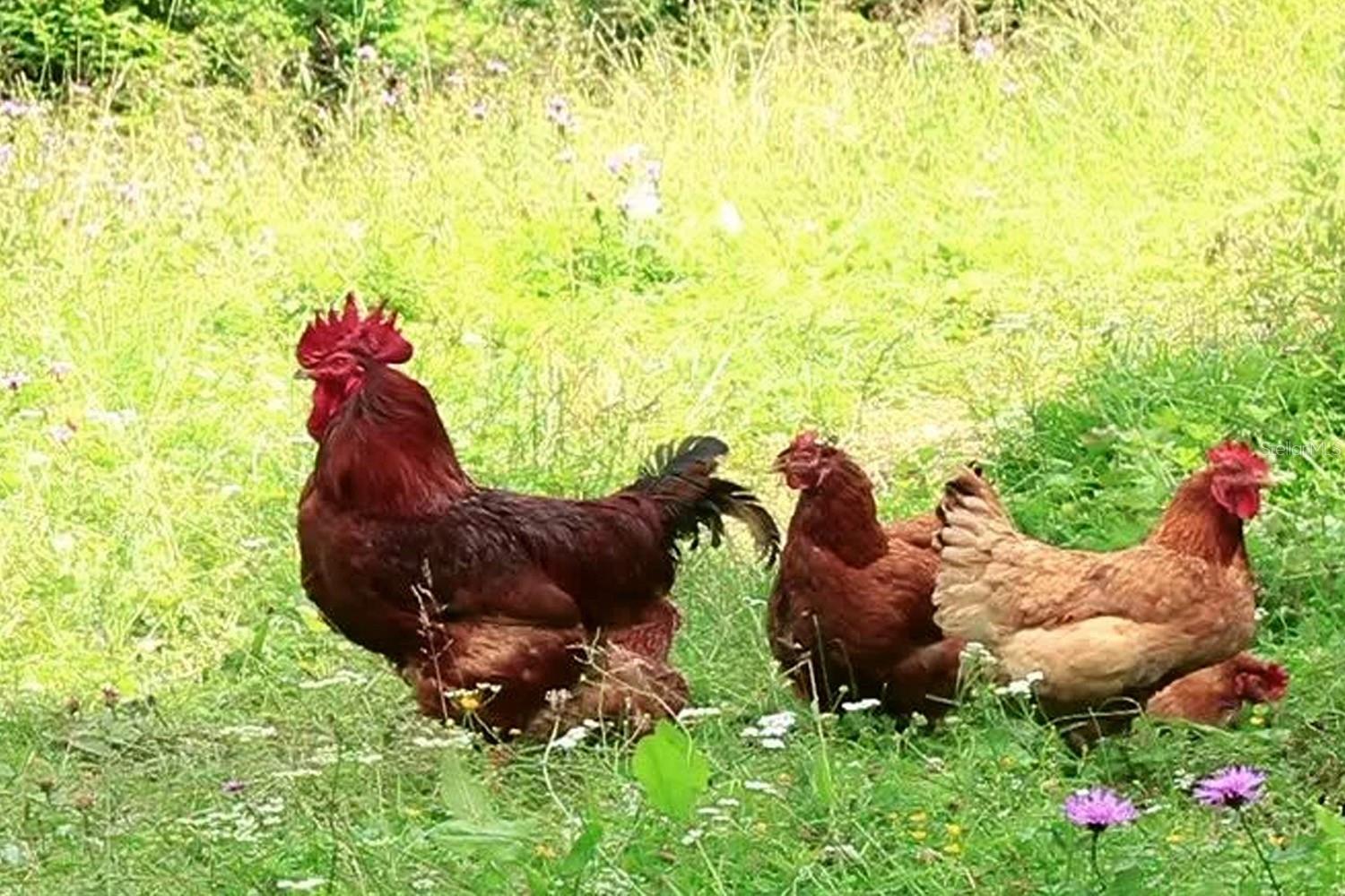 PARADISE LAKES SUB - Land