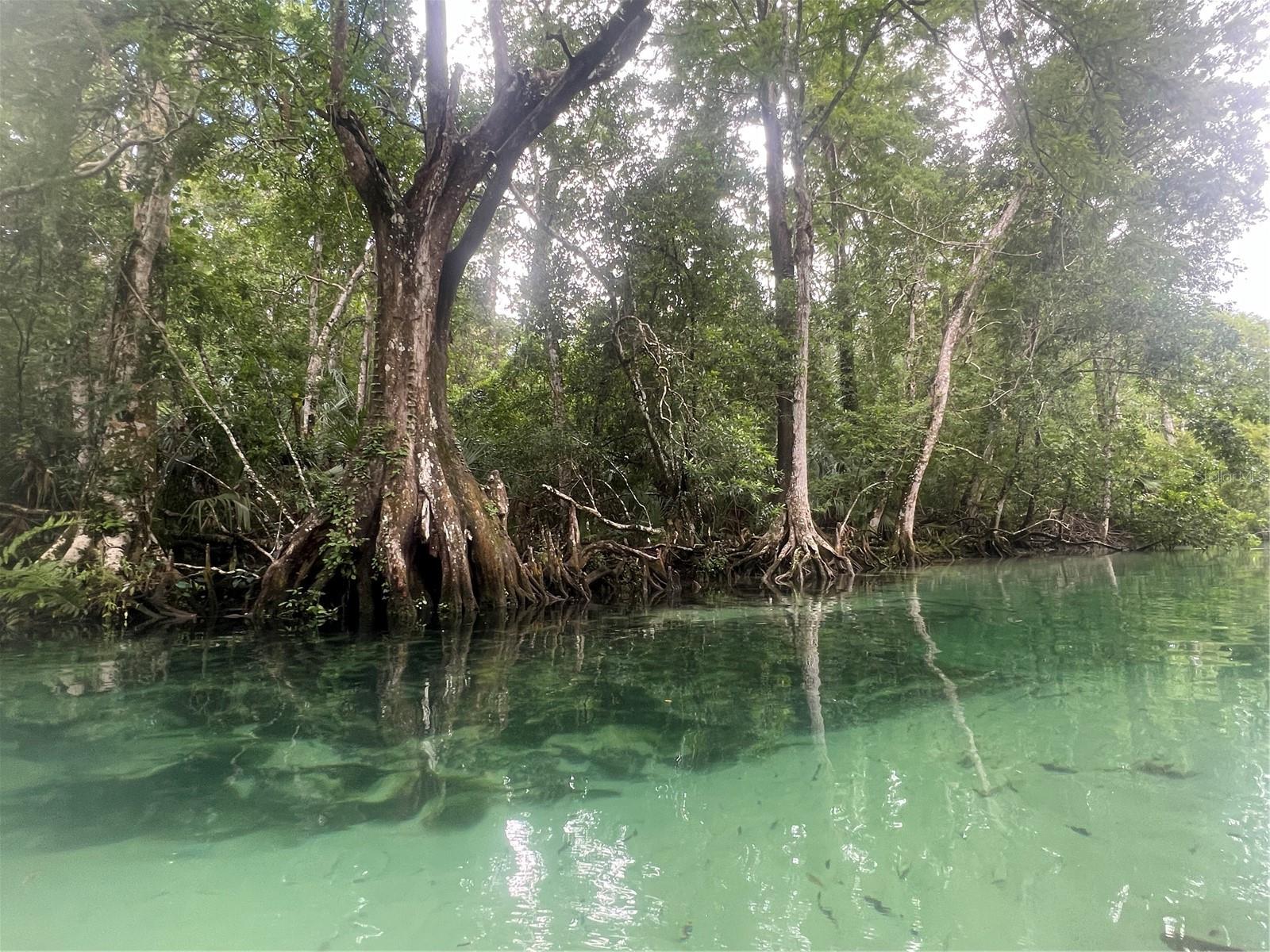 WEEKI WACHEE GARDENS - Land