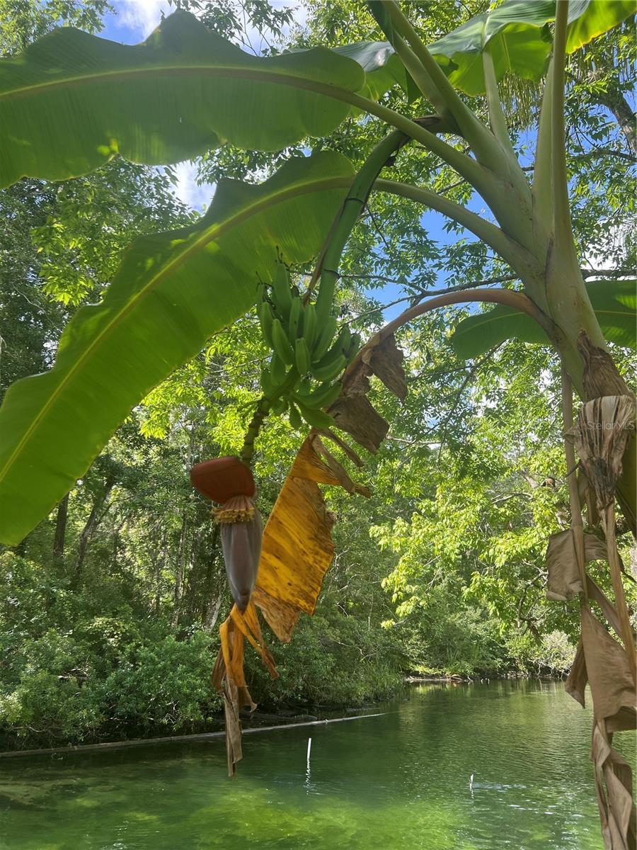 WEEKI WACHEE GARDENS - Land