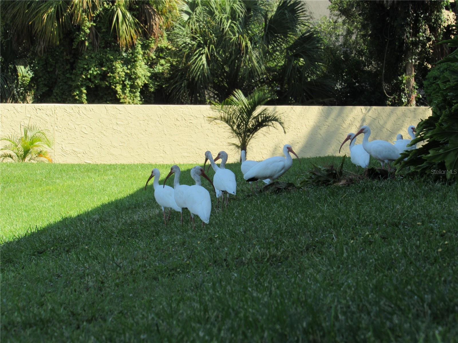 ARBOR GROVE CONDO - Residential