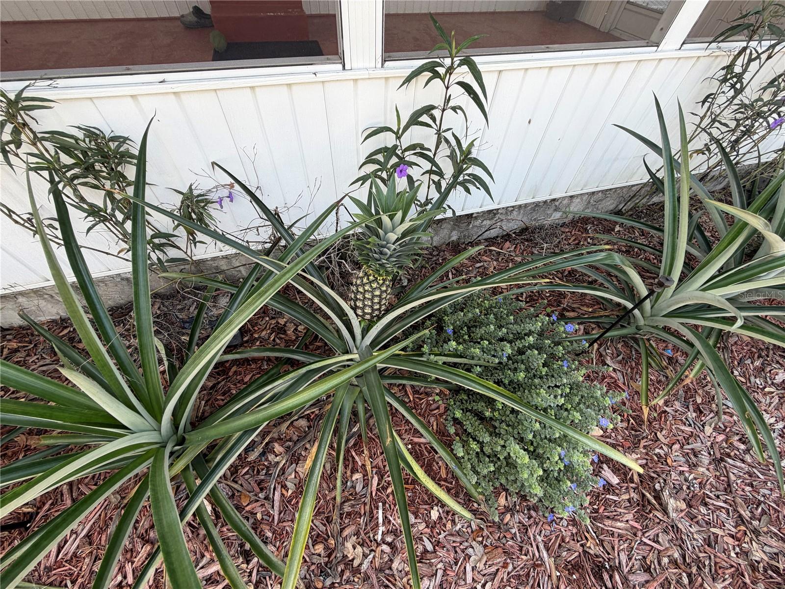 LAKE WALES ESTATES PRCL 345 - Residential