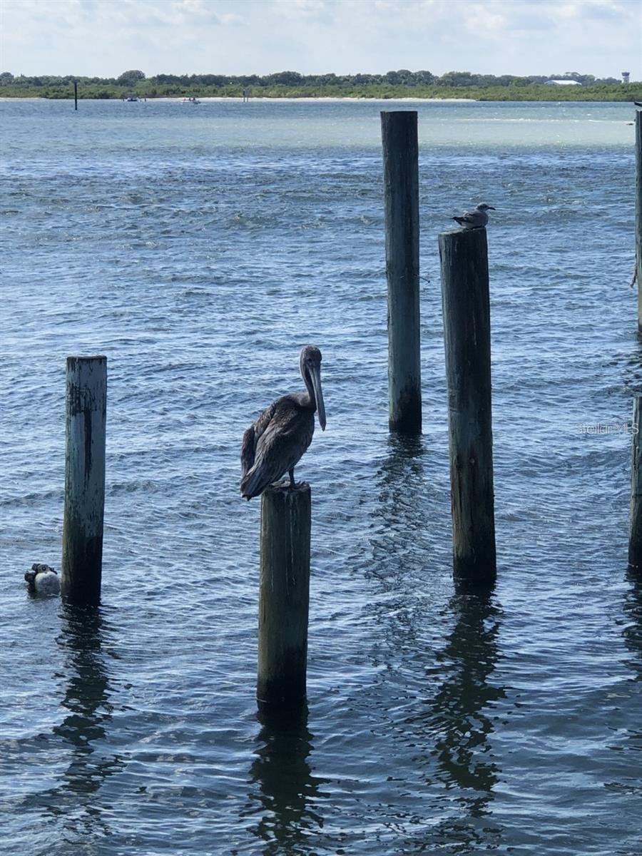 LAS OLAS PH 01 & 02 - Land