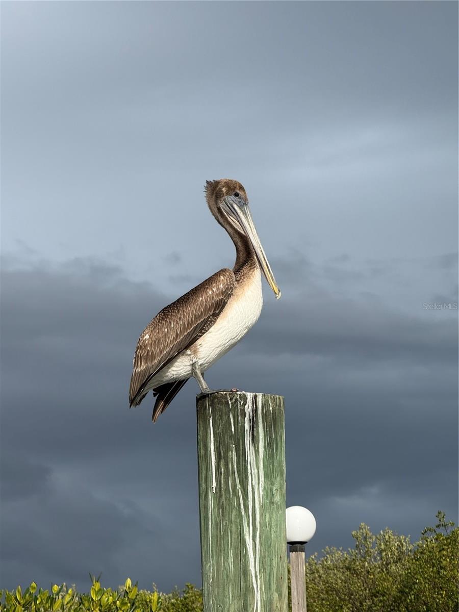 TOWN SHORES OF GULFPORT - Residential
