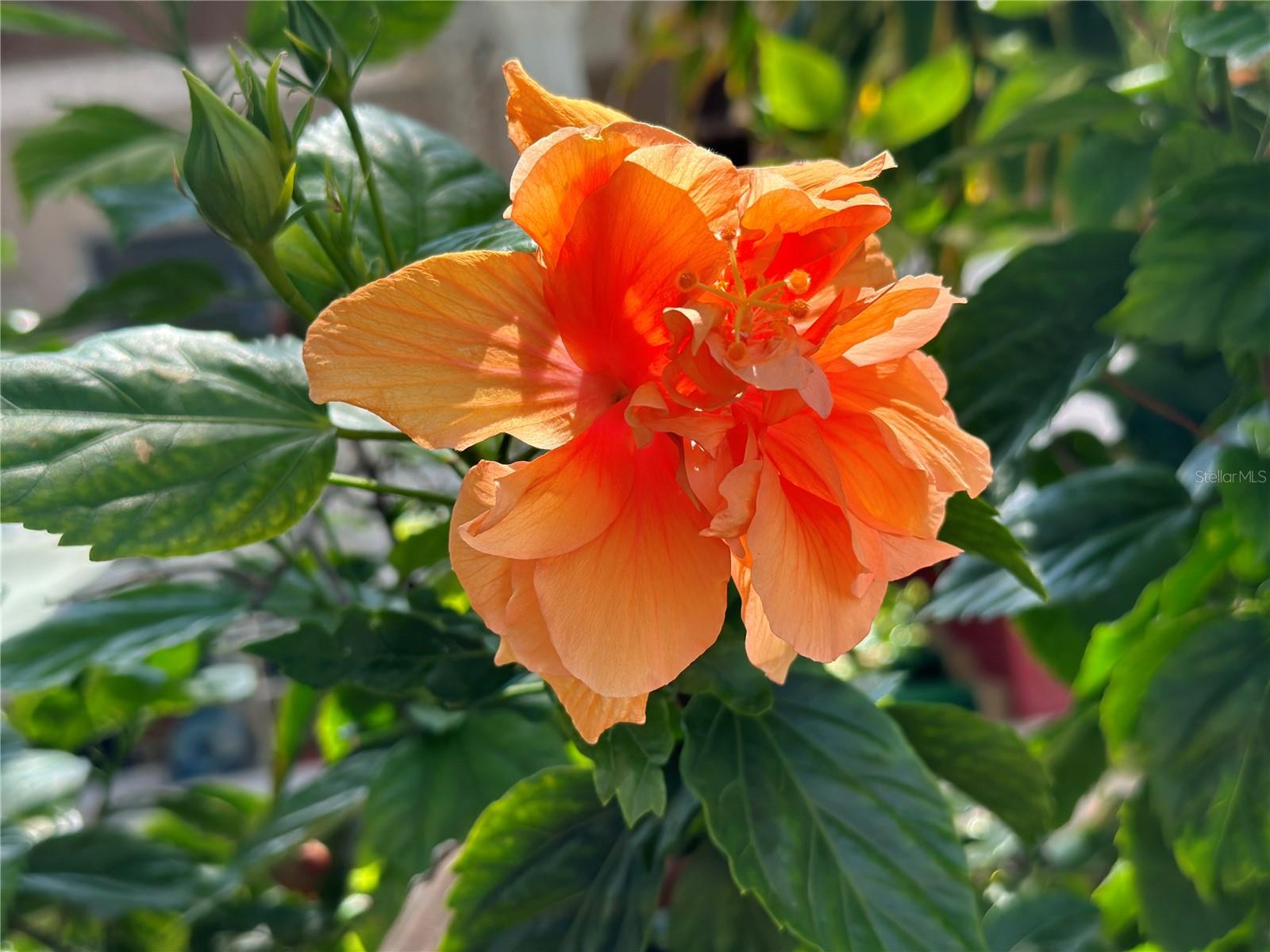 TOWN SHORES OF GULFPORT - Residential