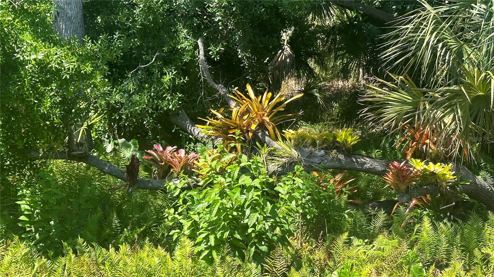 CARLYLE AT VILLAGES OF PALM-AIRE - Residential
