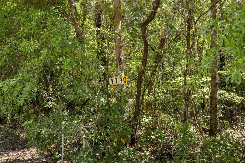 Photo of SW Loncala Loop, Fort White, FL 32038 (MLS # GC539875)