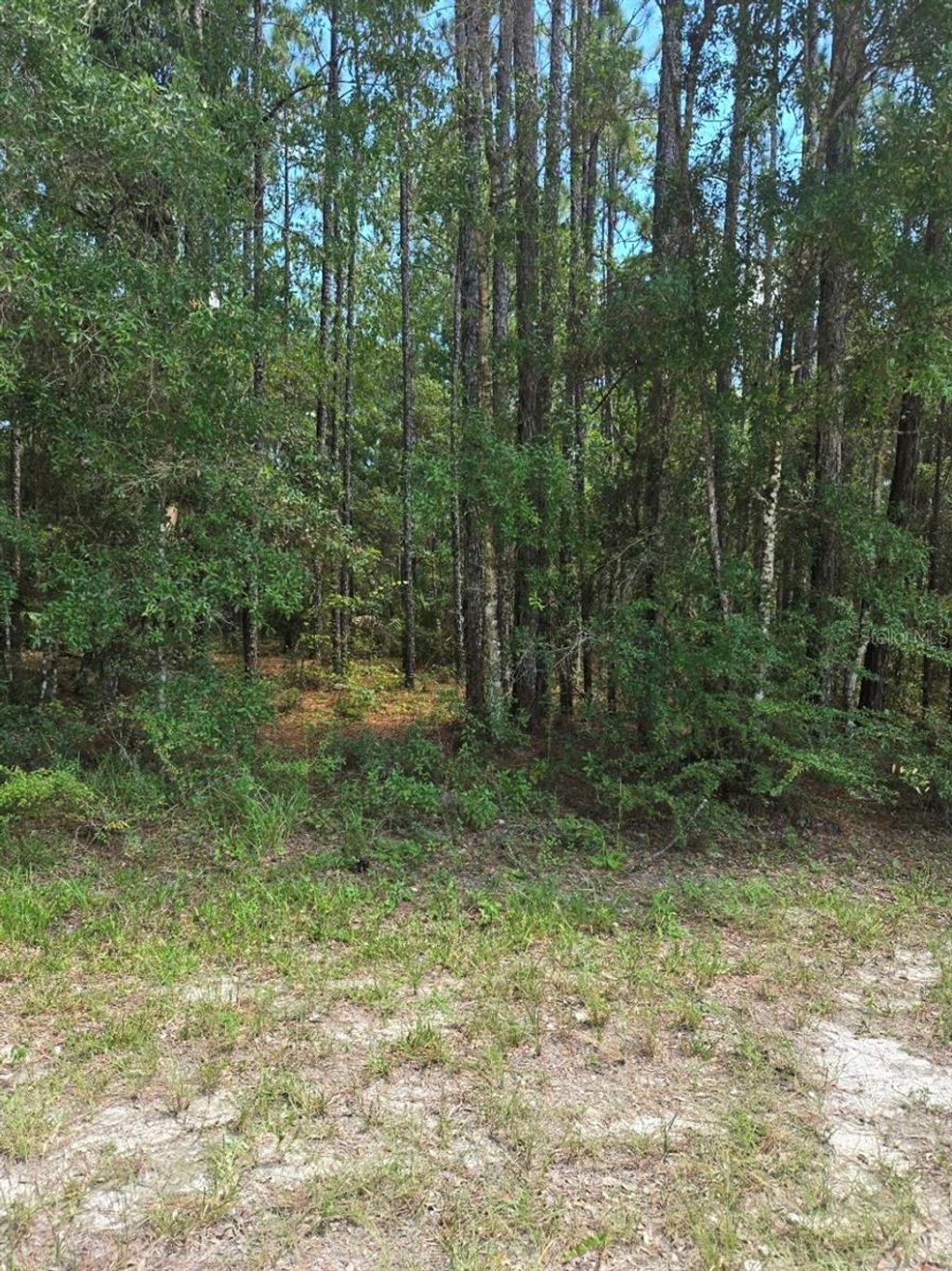 Photo of 14126 Ricebird Avenue, Brooksville, FL 34614 (MLS # TB8435277)