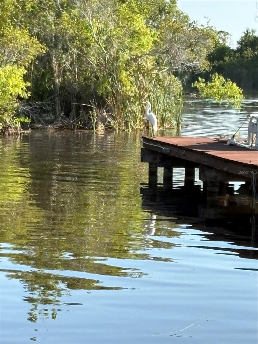DOLLY BAY ON LAKE TARPON - Residential