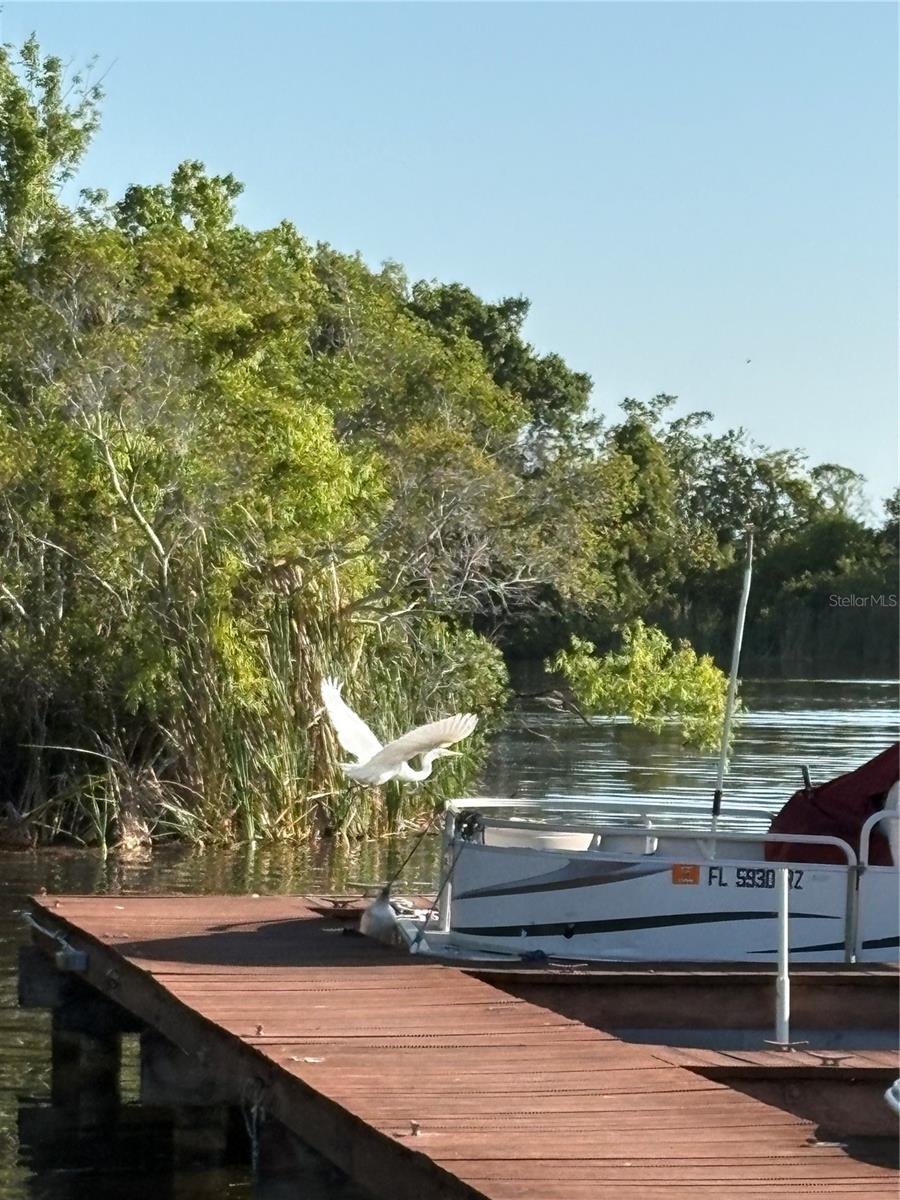 DOLLY BAY ON LAKE TARPON - Residential