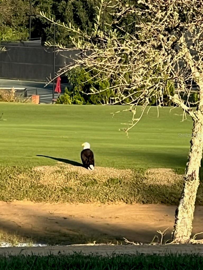 BELLA COLLINA - Residential