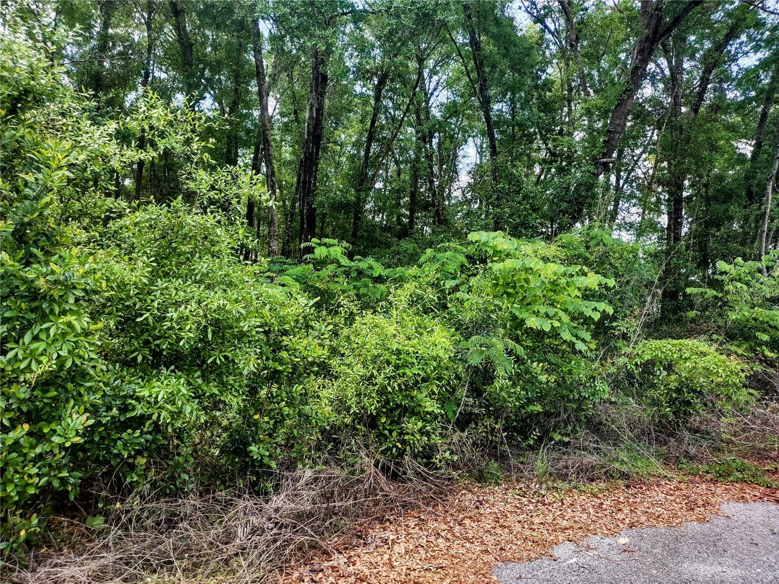 Nice building lot in desirable area of Williston, close to shopping, restaurants and schools. Just a short distance to Gainesville, Ocala, WEC and Goethe Trail heads. Paved road ready for your dream home.