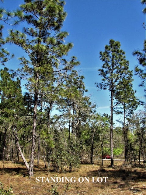Tiny photo for Lombardy Lane, Dunnellon, FL 34431 (MLS # TB8562575)