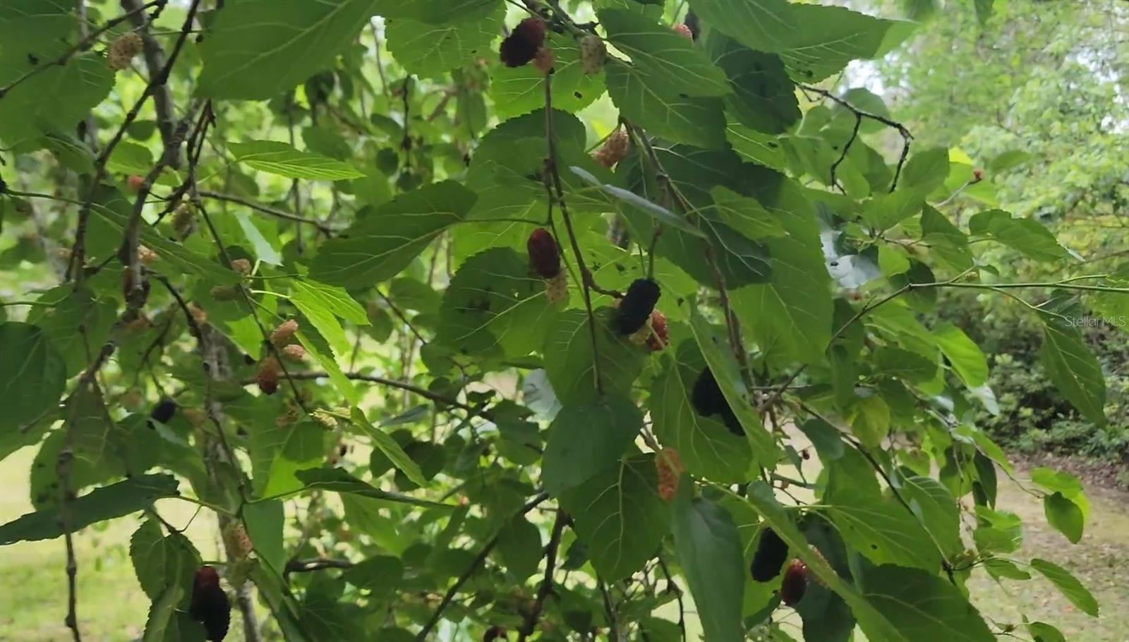 HELENA HEIGHTS - Residential