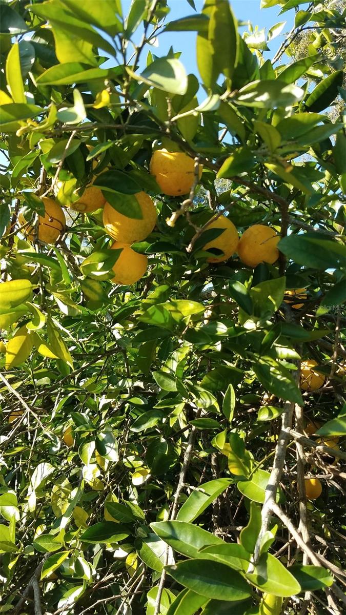 HELENA HEIGHTS - Residential