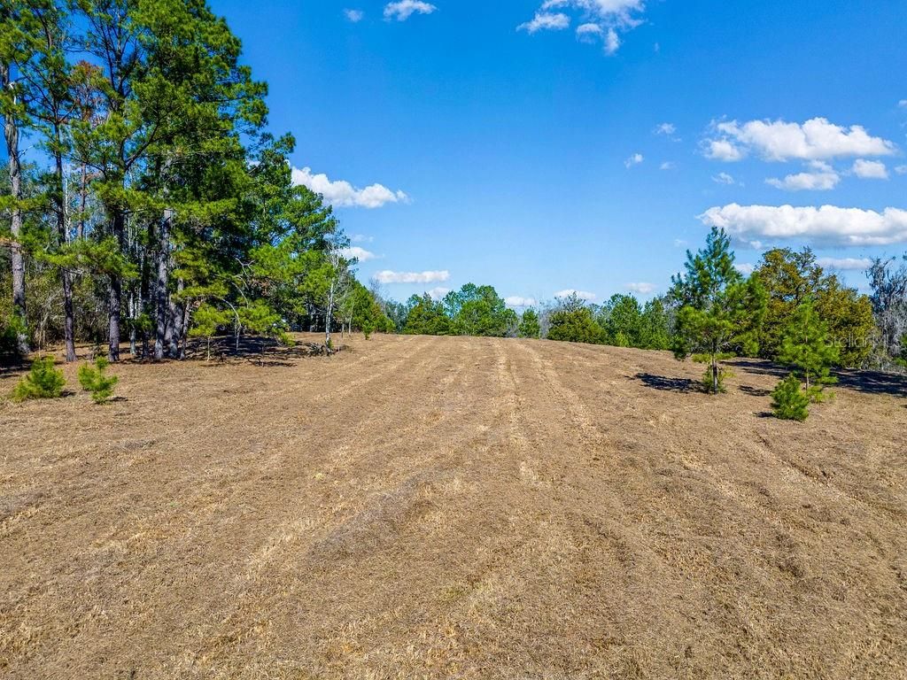Photo of Tbd 99th Avenue, Lake Butler, FL 32054 (MLS # GC536849)
