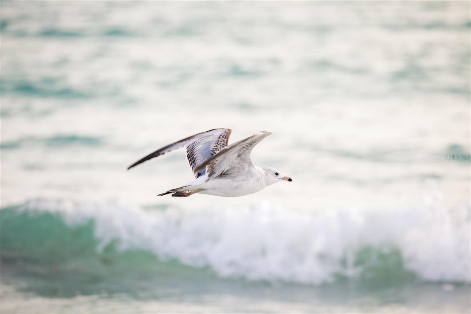 SARASOTA BEACH - Residential
