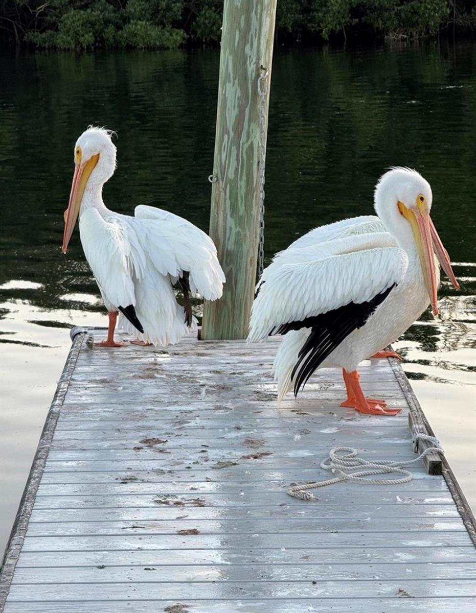 PARADISE BAY ESTATES CO-OP - Residential