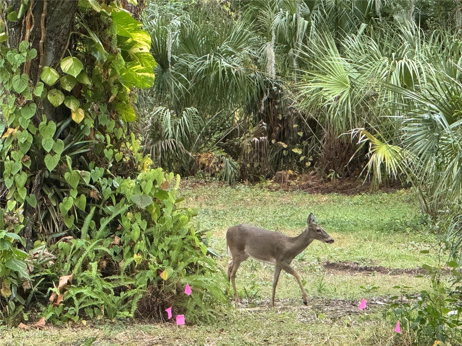 MAPLE GROVE ESTATES - Land