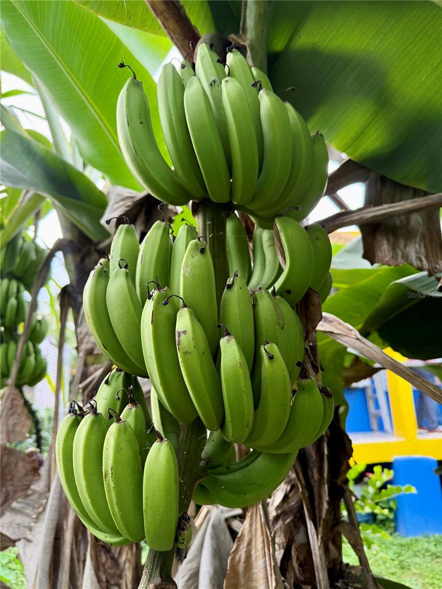 URBANIZACIÓN SAN PEDRO - Residential