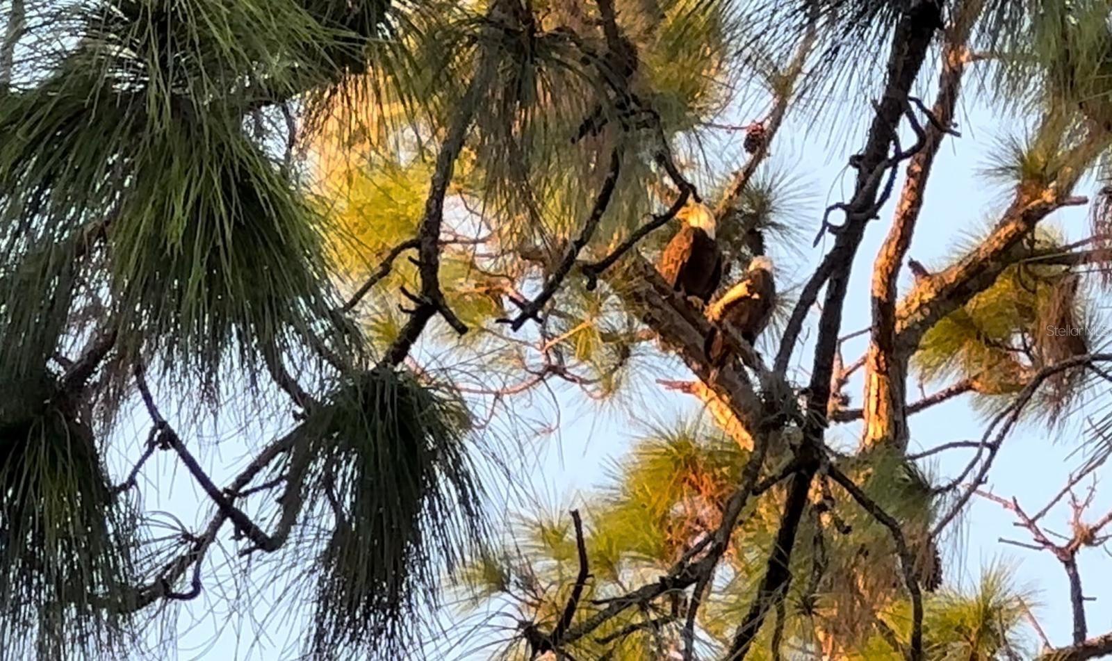 DRAYTON-PRESTON WOODS/PROVIDEN - Residential