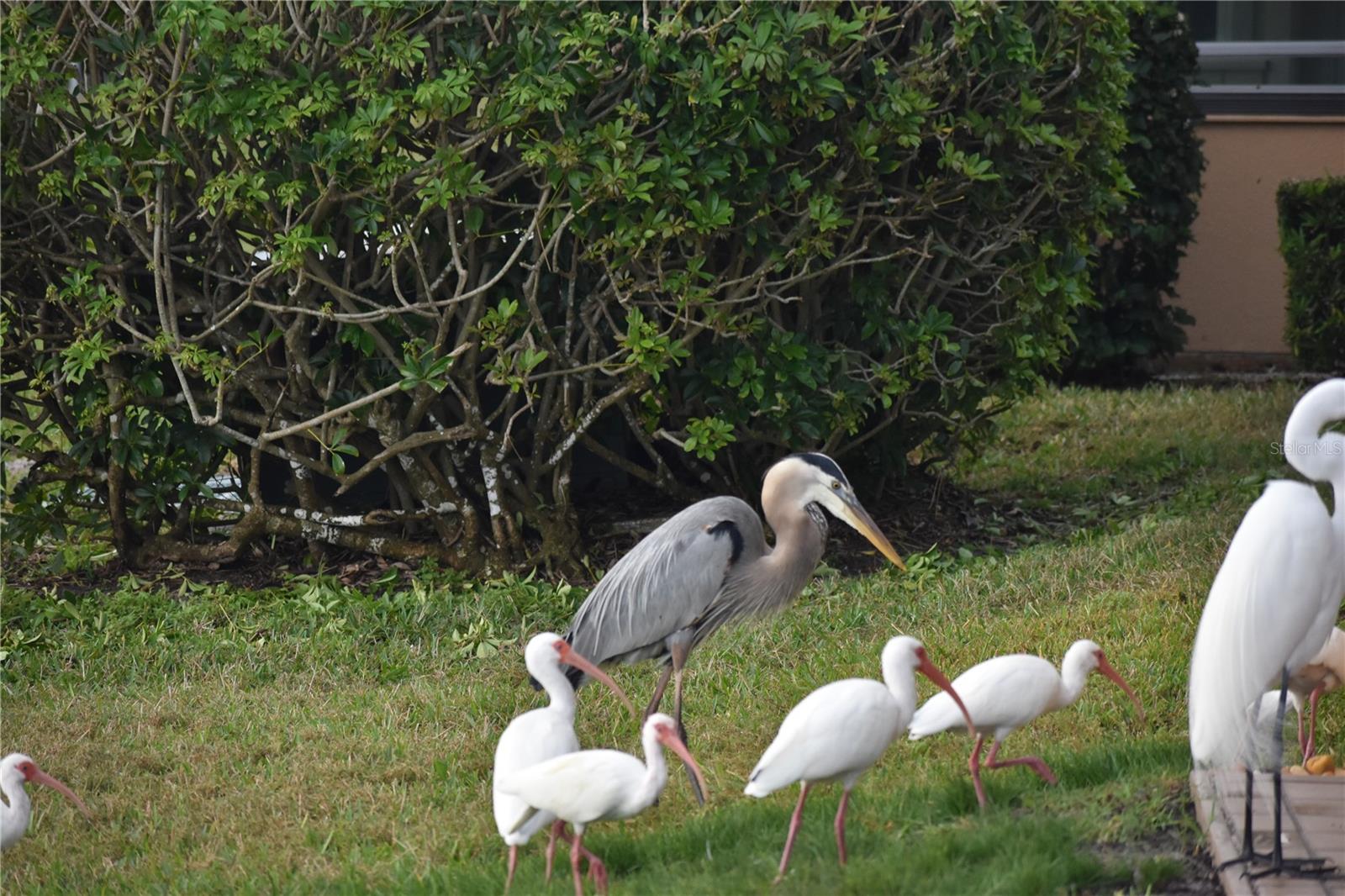 PALMA SOLA HARBOUR SEC 4 - Residential