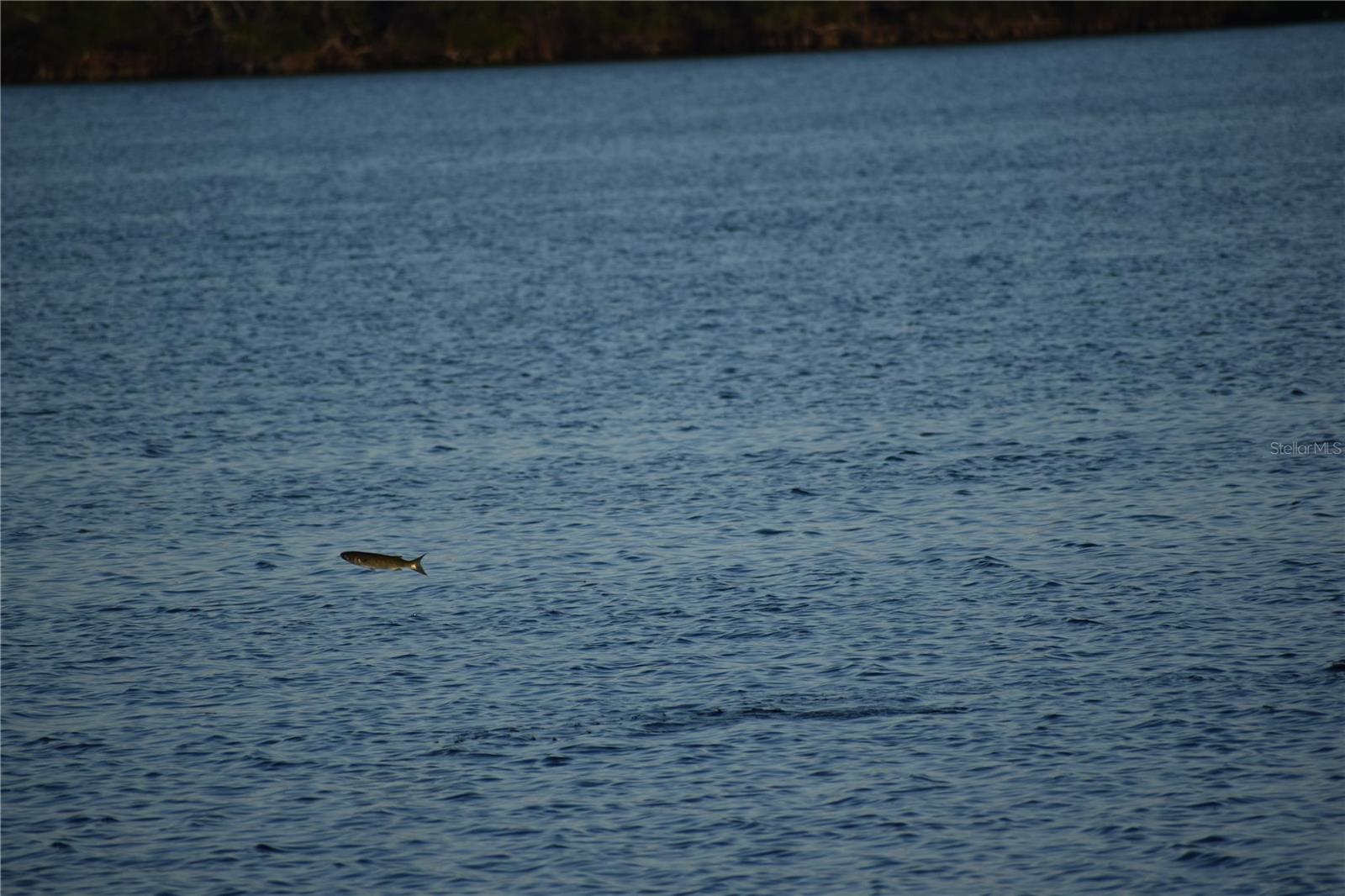 PALMA SOLA HARBOUR SEC 4 - Residential