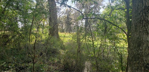 Tiny photo for NW 115th Avenue, Reddick, FL 32686 (MLS # OM715432)