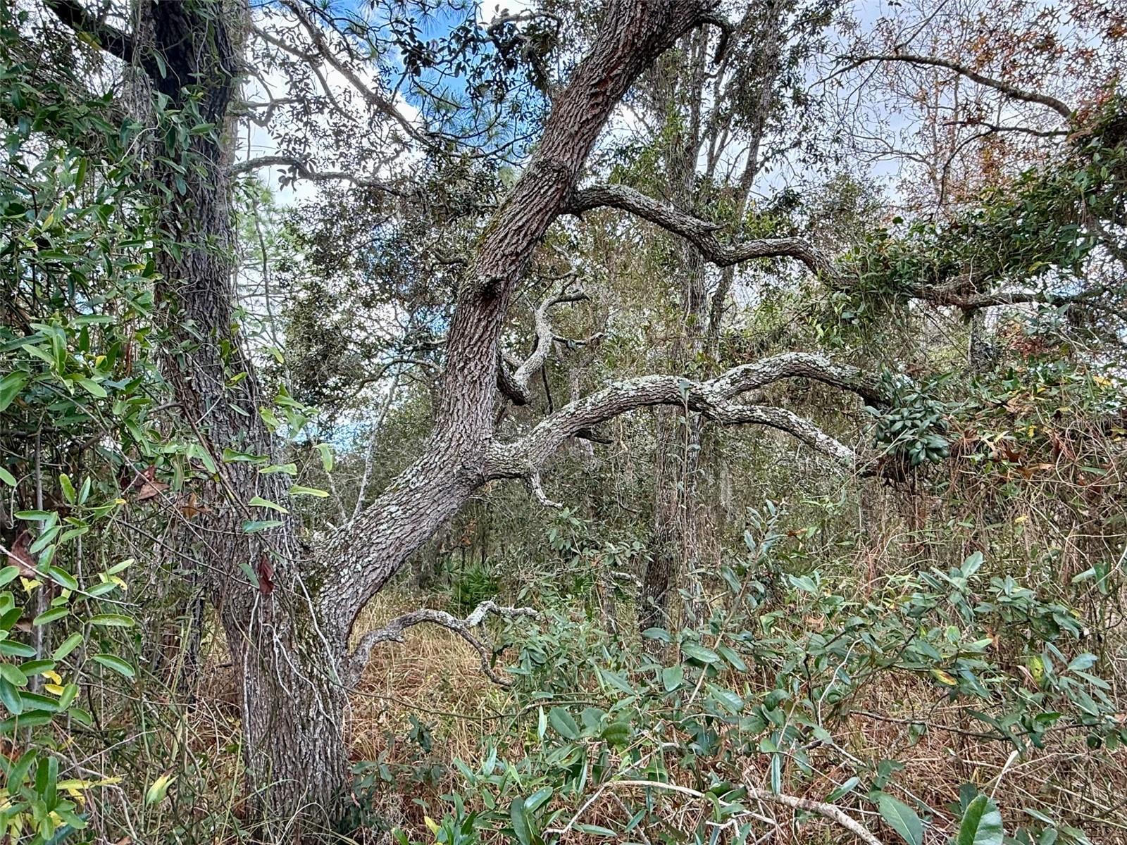 ROYAL HIGHLANDS - Land