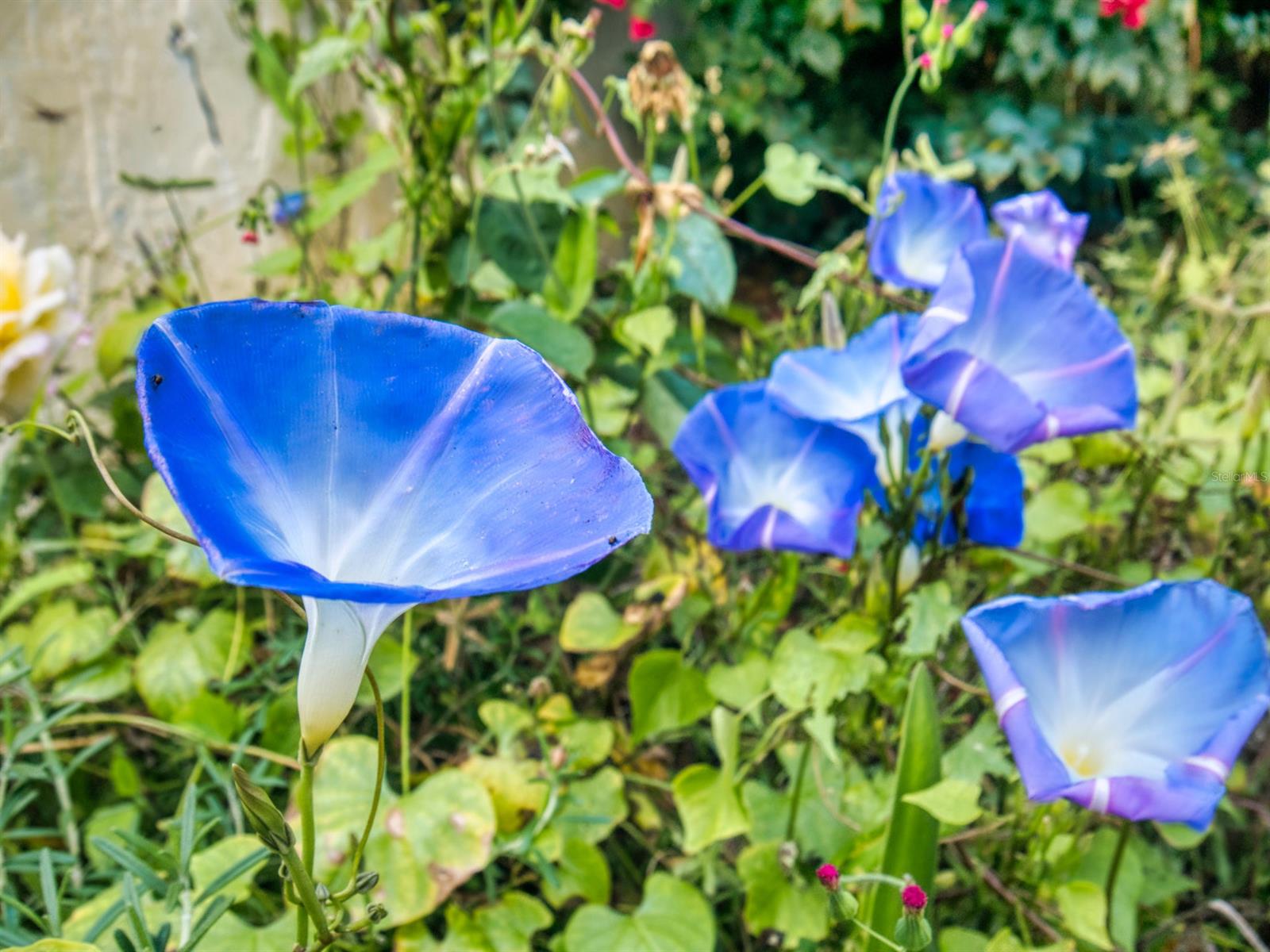 Pelican Cove West Ph 01 - Residential