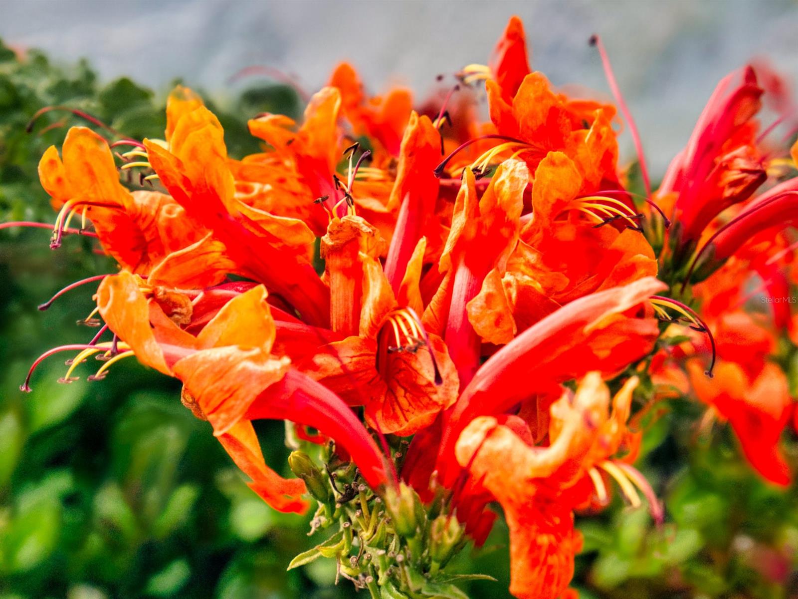 Pelican Cove West Ph 01 - Residential