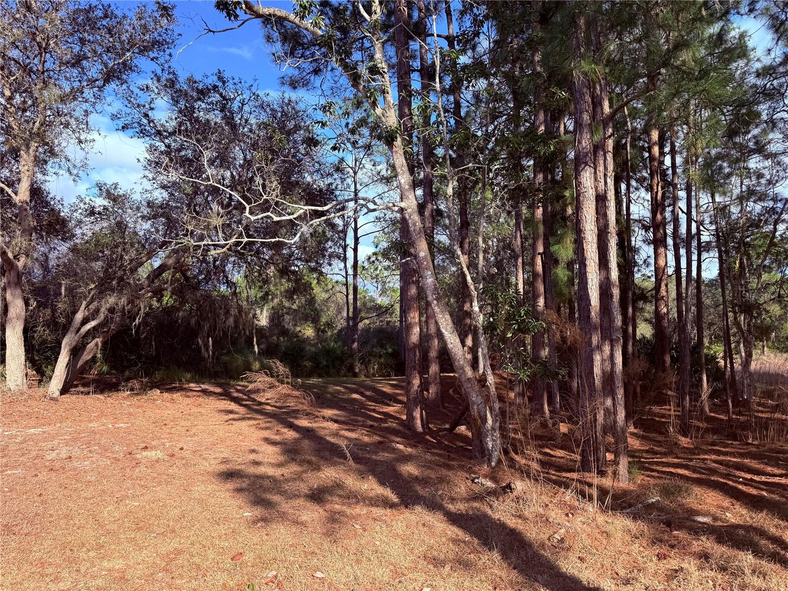 BLUE JORDAN FOREST - Residential