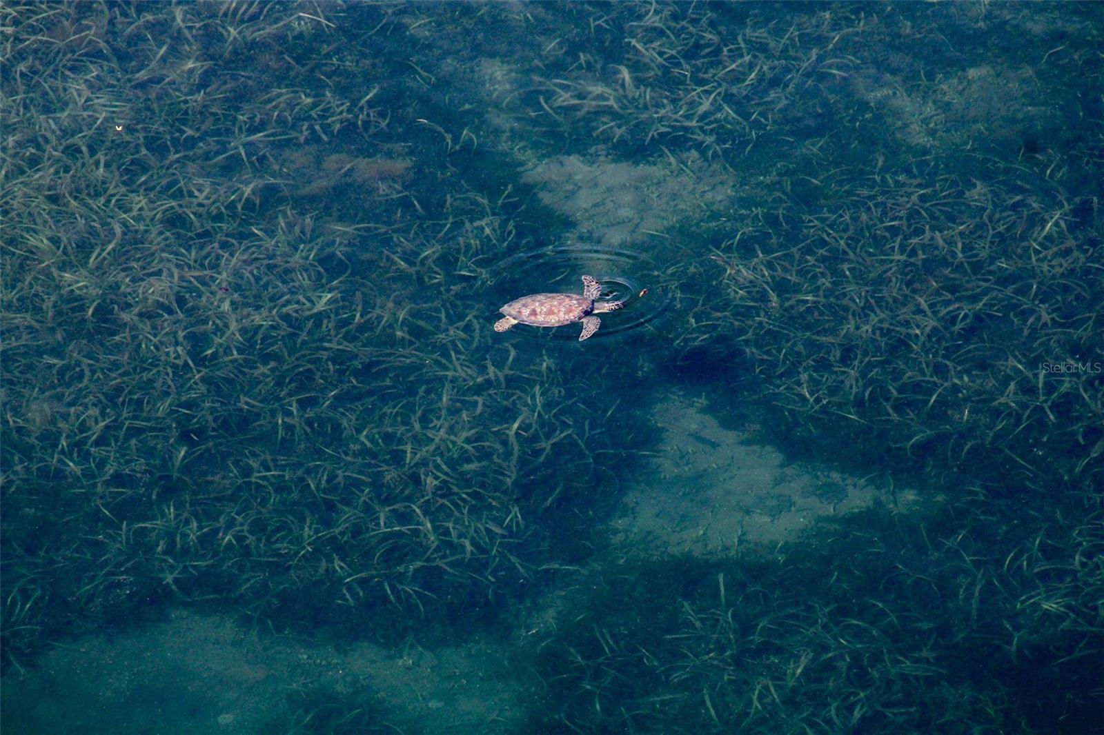 LE RIVAGE COND - Residential