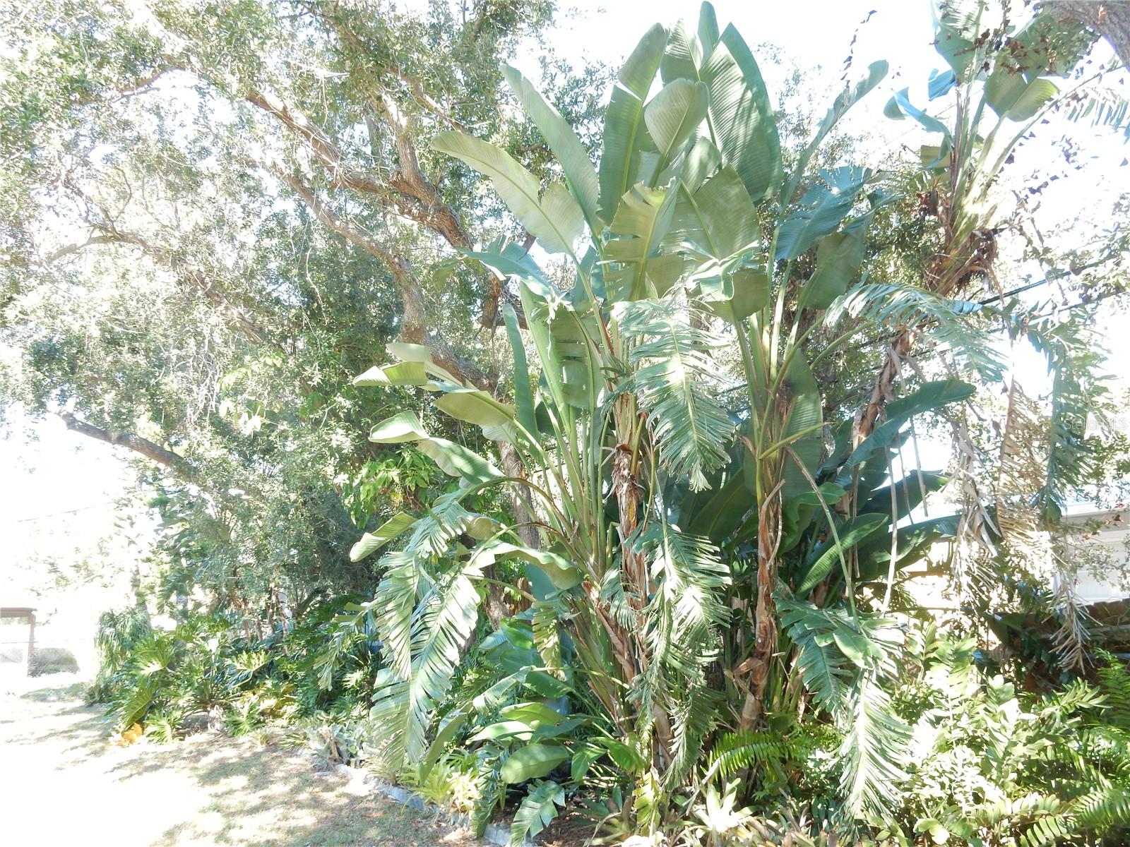 KENSINGTON PARK - Residential