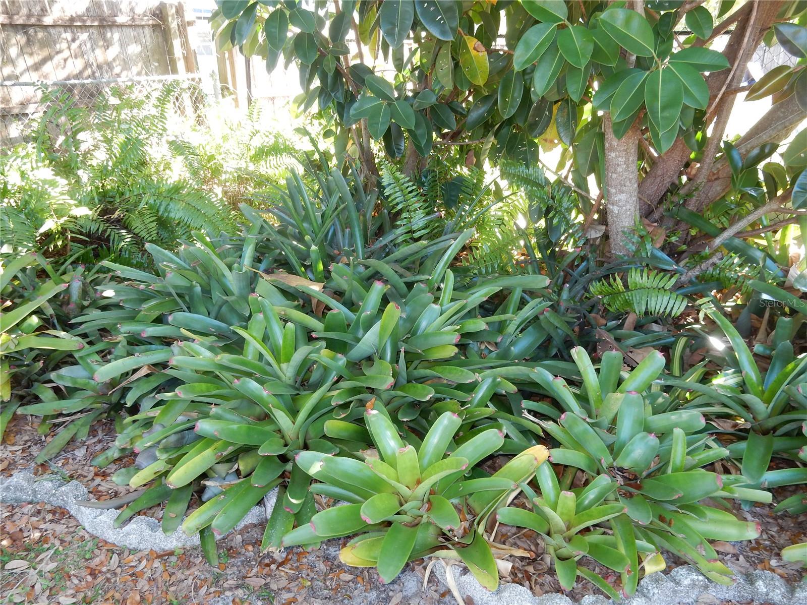 KENSINGTON PARK - Residential