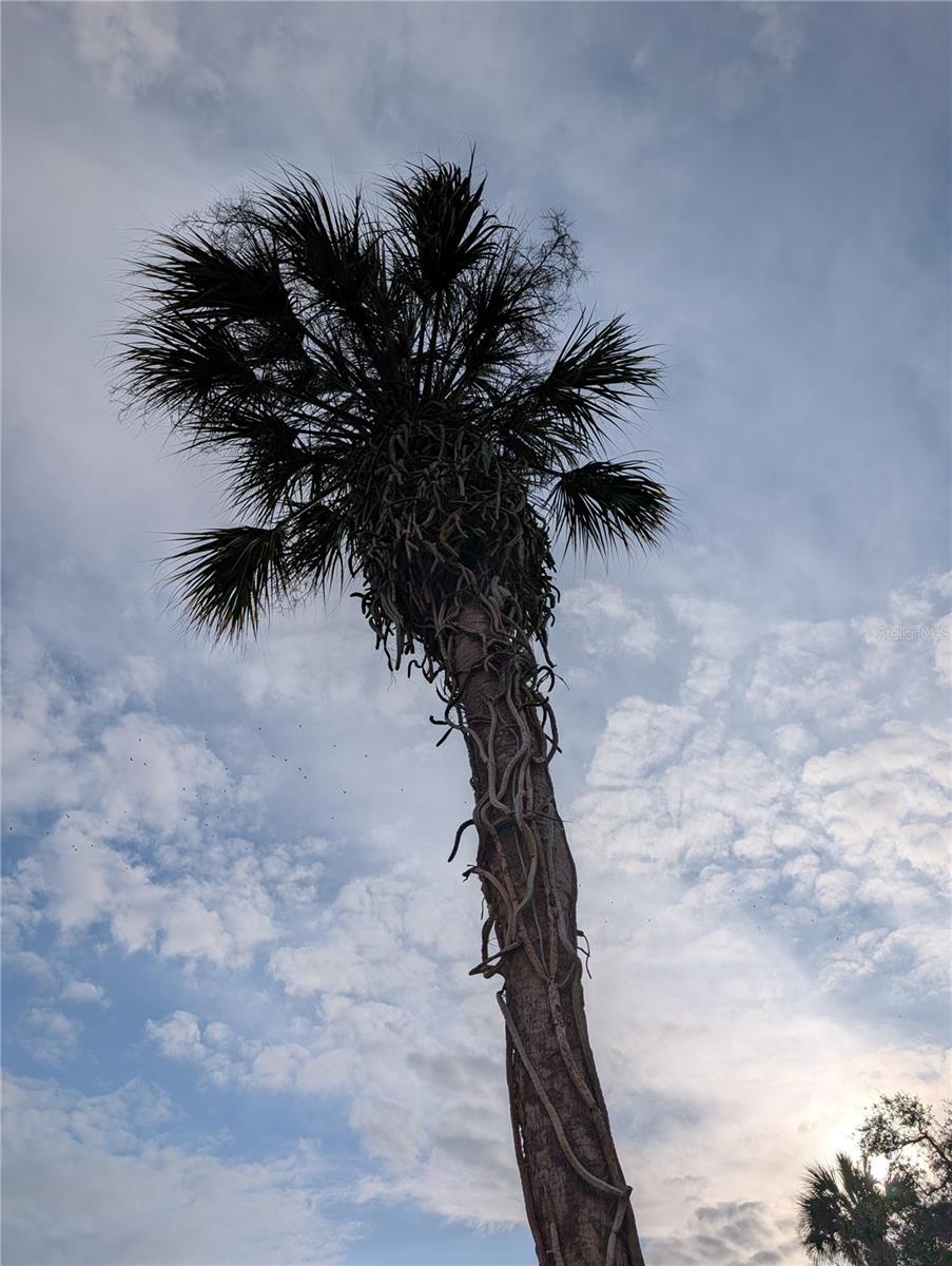 VILLAGER APTS - Residential