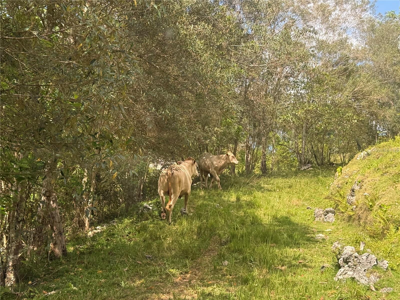 PR 6684 BUENA VISTA KM HM 2.5