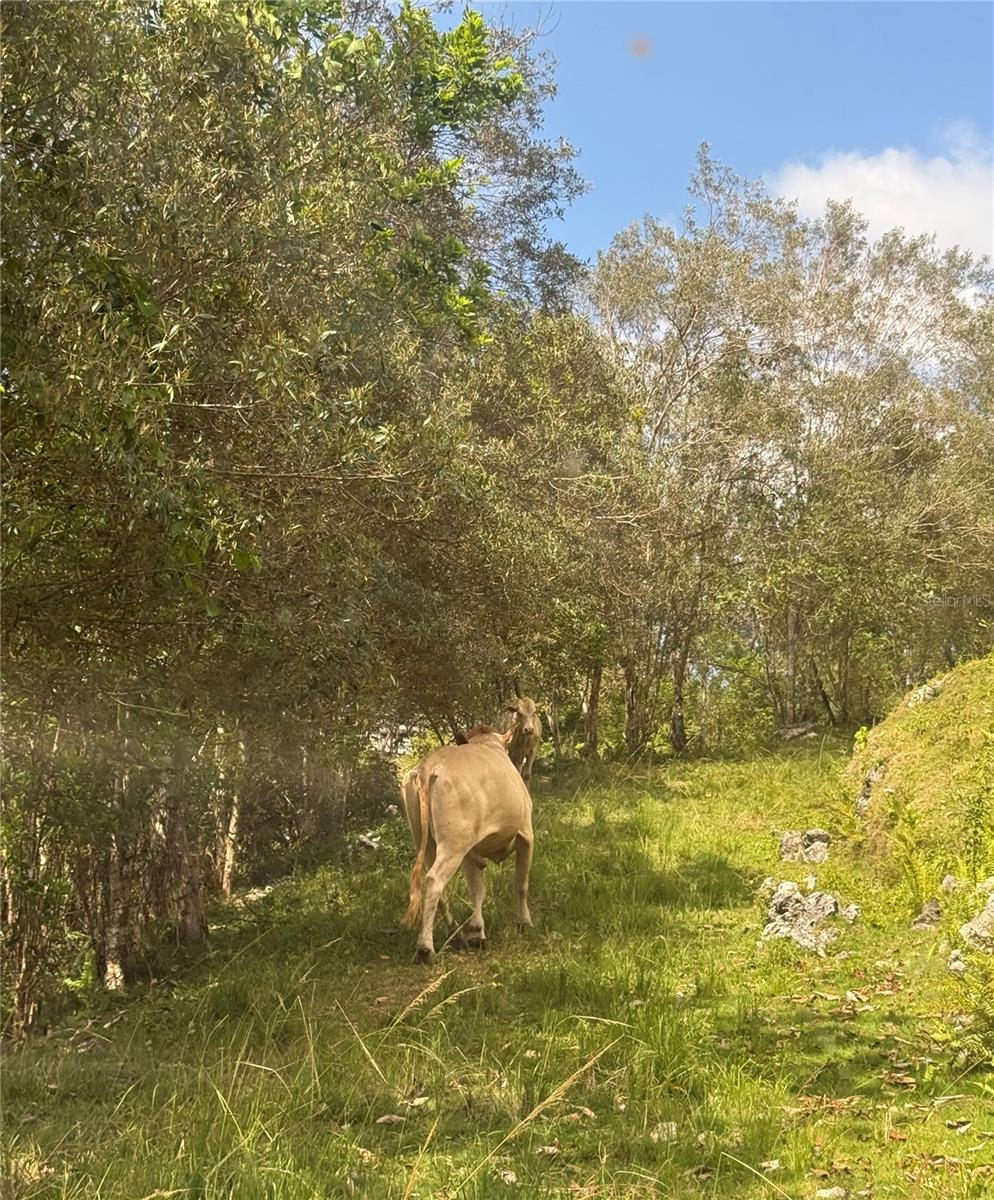 PR 6684 BUENA VISTA KM HM 2.5