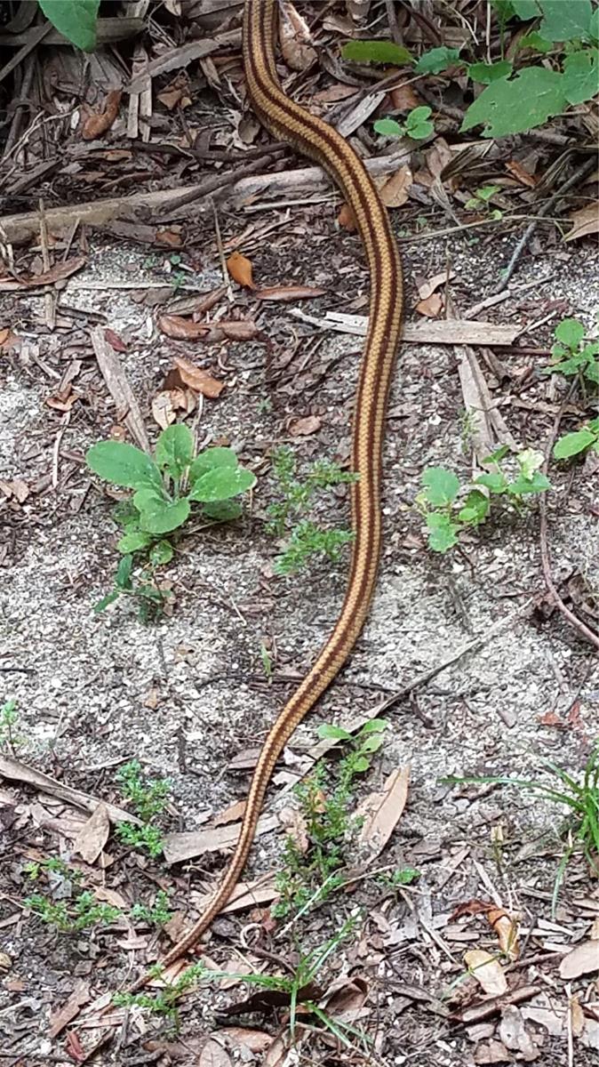 ASSESSORS BETTS GRANT - Residential