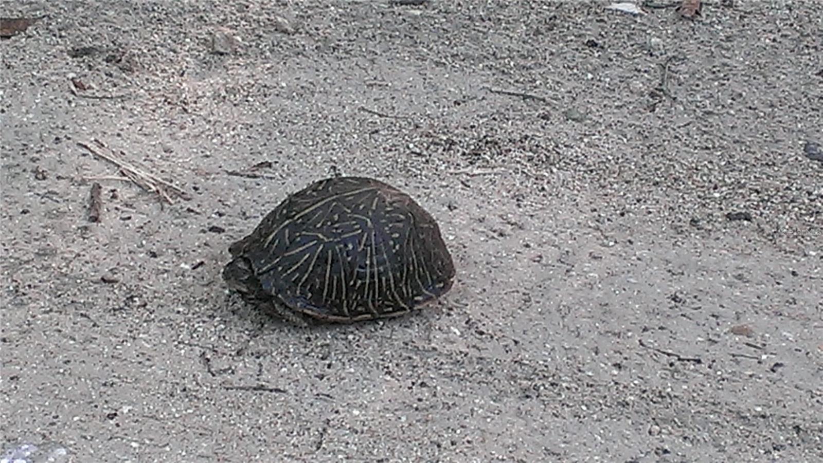 ASSESSORS BETTS GRANT - Residential